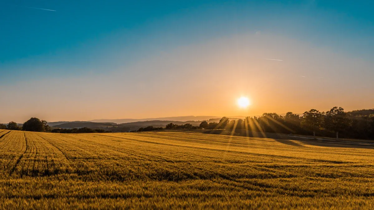 Open green landscape with fields and trees